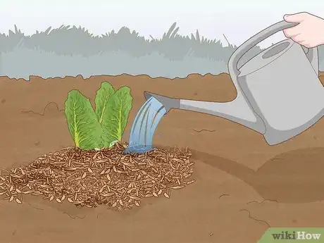 Image titled Grow Romaine Lettuce Step 10