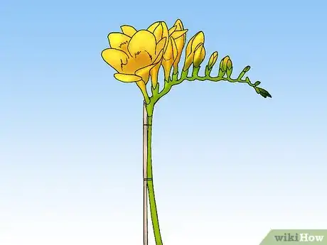 Image titled Care for a Potted Freesia After Blooming Step 1