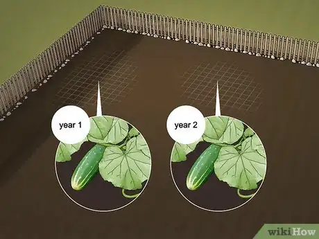 Image titled Get Rid of Cucumber Beetles Step 5