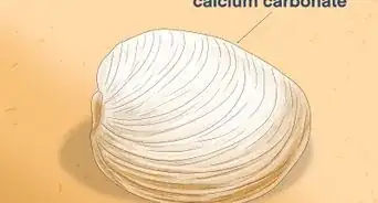 How Do Clams Reproduce