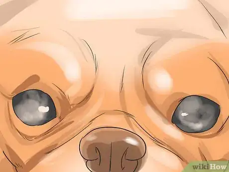 Image titled Treat Eye Problems in Pugs Step 12