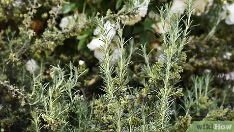 Image titled Cut Fresh Rosemary Step 1