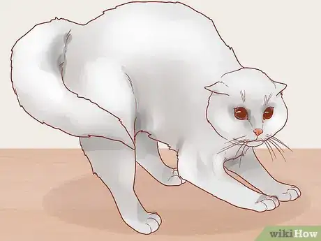 Image titled Know if Your Cat Is Afraid of Something Step 3