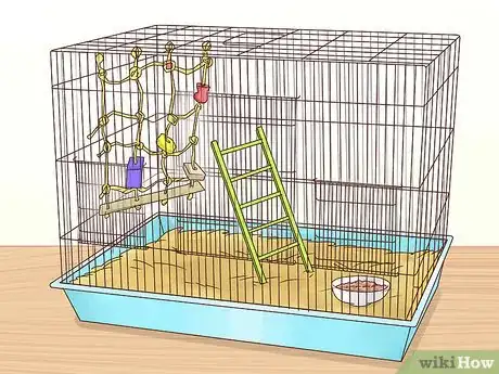 Image titled Treat Nutritional Deficiencies in African Grey Parrots Step 19