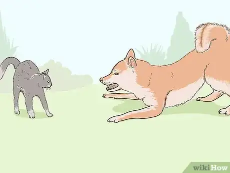 Image titled Identify a Shiba Inu Step 15