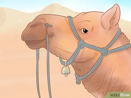 Image titled Buy a Camel Step 11