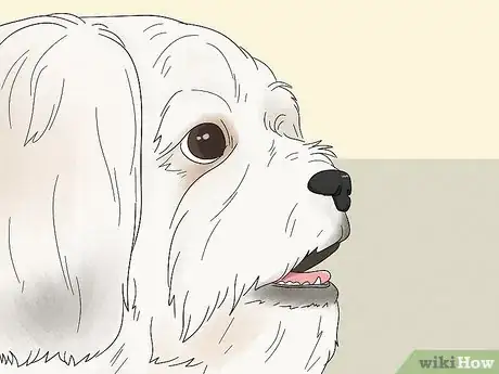 Image titled Identify a Lhasa Apso Step 4