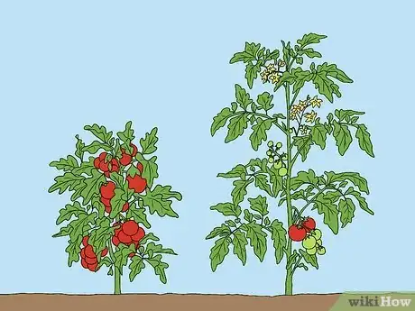 Image titled Support Tomato Plants in Pots Step 1