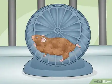 Image titled Tell if a Dwarf Hamster Is Obese Step 13