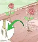 Take Rose Cuttings