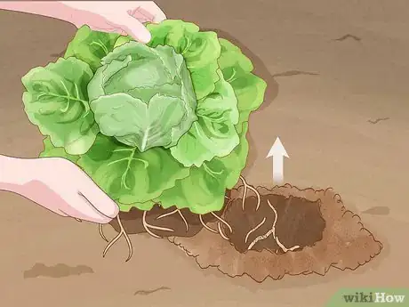 Image titled Grow Romaine Lettuce Step 17