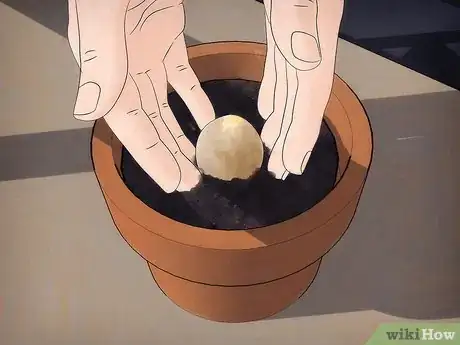 Image titled Grow an Avocado Tree Step 10