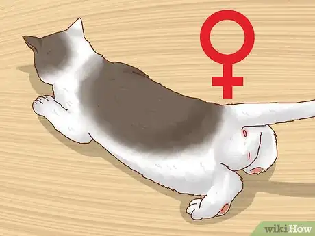 Image titled Determine the Sex of a Kitten Step 7