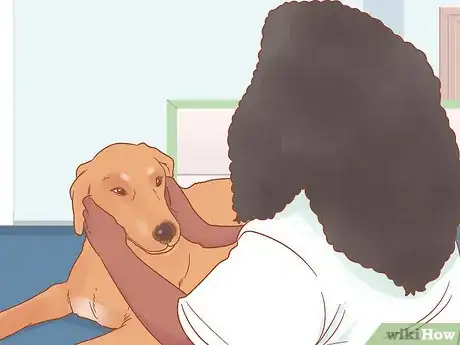 Image titled Care for a Pregnant Dog Step 1