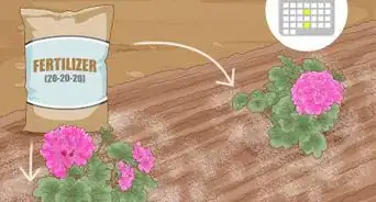 Grow Geraniums