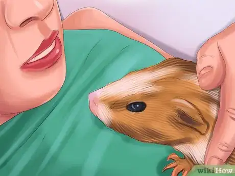 Image titled Help a Guinea Pig Feel Less Anxious Step 8