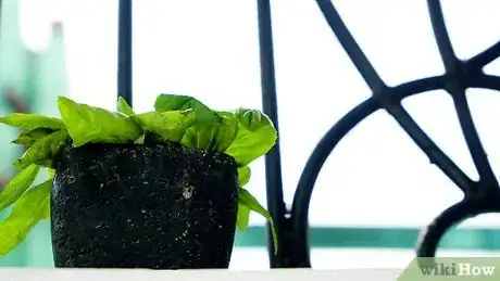 Image titled Store Fresh Basil Step 18