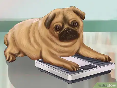 Image titled Live with a Pug Dog Step 17