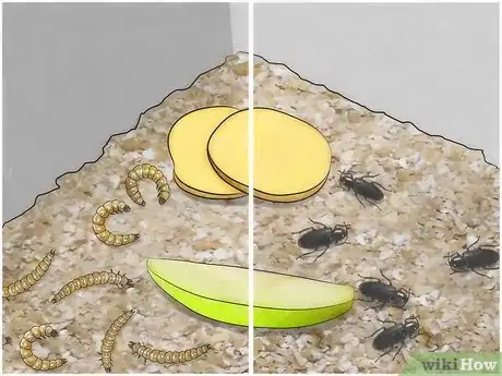 Image titled Care for Mealworms Step 8