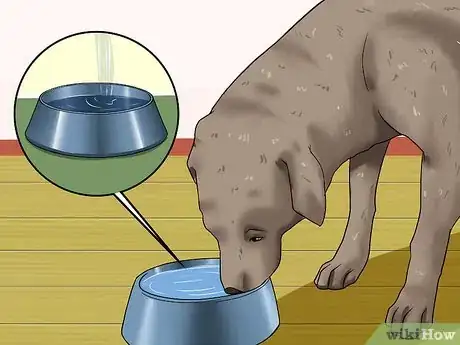 Image titled Determine if a Dog Is Dehydrated Step 7