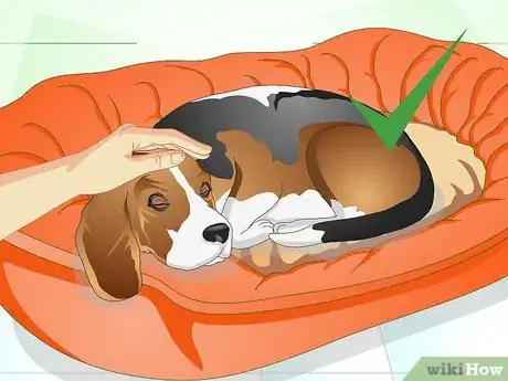 Image titled Nurse a Dog when It's Sick Step 7