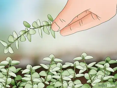 Image titled Prune Thyme Step 2