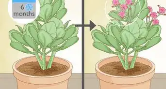 Grow Kalanchoe