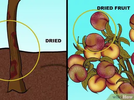 Image titled Prune a Peach Tree Step 9