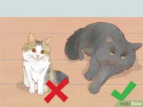 Image titled Train a Therapy Cat Step 13