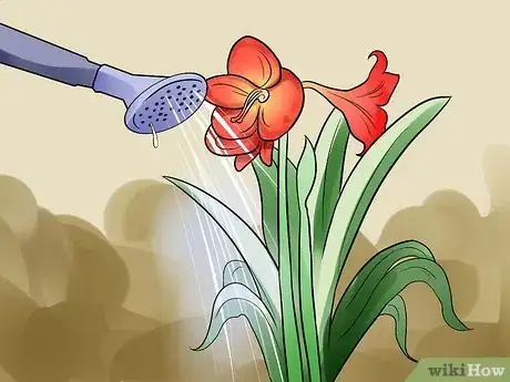 Image titled Get Amaryllis to Rebloom Step 10