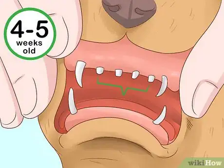 Image titled Tell Your Puppy's Age Step 3