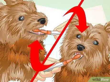 Image titled Keep Your Yorkie's Teeth Clean Step 11