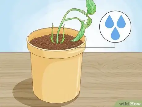 Image titled Propagate a Golden Pothos Step 8