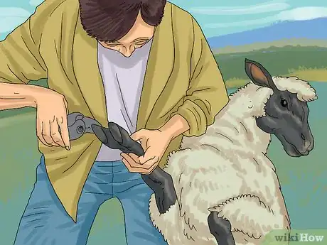 Image titled Care for Sheep Step 11