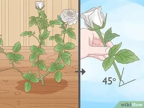 Image titled Grow Black Roses Step 13