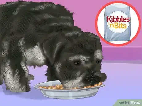 Image titled Care for a Miniature Schnauzer Puppy Step 9