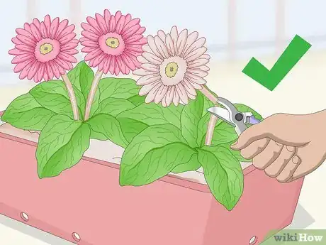 Image titled Grow Gerbera Daisies Step 22