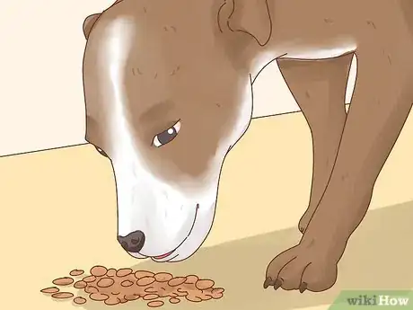 Image titled Increase Appetite in Dogs Step 7