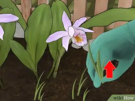 Image titled Grow Orchids Outside Step 10