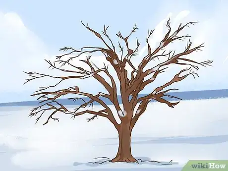 Image titled Identify an Elm Tree Step 12