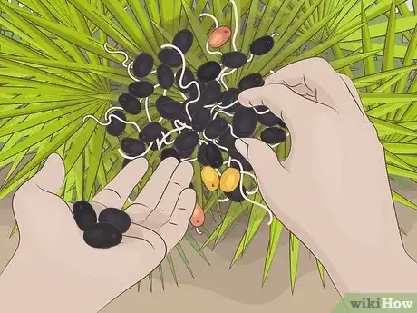 Image titled Eat Saw Palmetto Berries Step 2