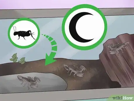 Image titled Care for Scorpions Step 9