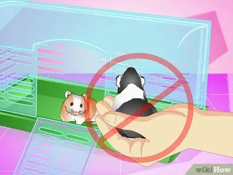 Image titled Make Your Hamster Live Longer Step 11