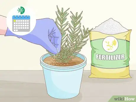 Image titled Grow Rosemary Indoors Step 13