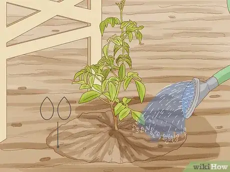 Image titled Grow Pandorea Step 10