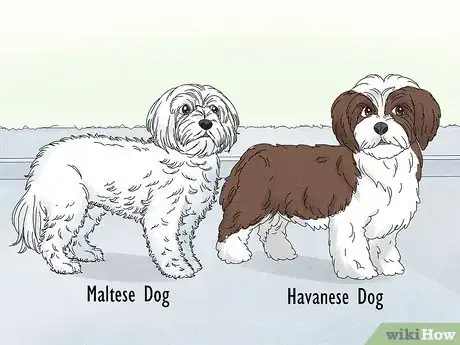 Image titled Identify a Maltese Dog Step 17