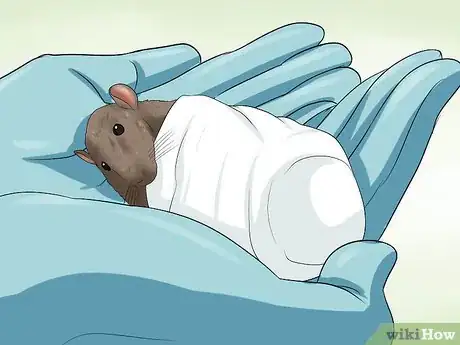 Image titled Care for a Pregnant Pet Rat Step 9