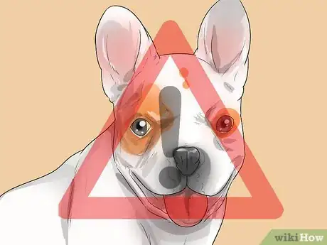 Image titled Train French Bulldogs Step 3