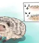 React when Your Hedgehog Bites You