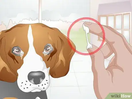 Image titled Clean Gunk from Your Dog's Eyes Step 5